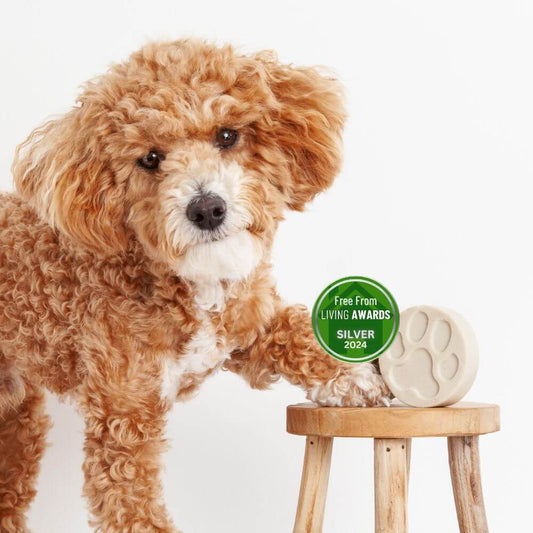 When to Seek Professional Grooming Help: Guidance for Pet Owners