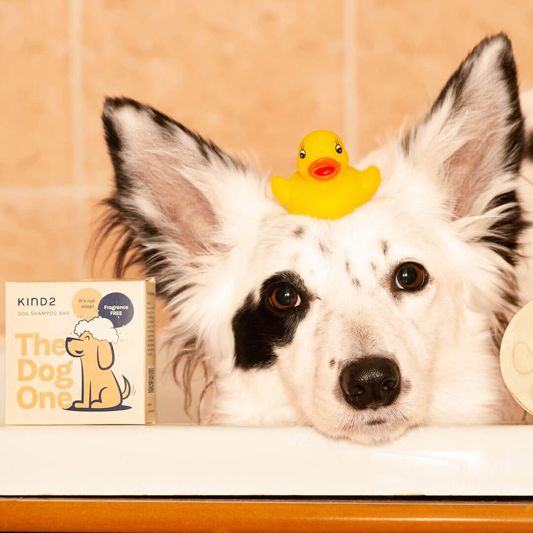 Sustainable Pet Grooming: The Benefits of Natural Products